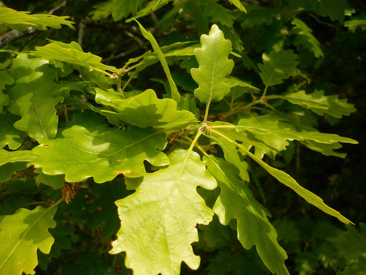 Quercus pubescens (Fagaceae)